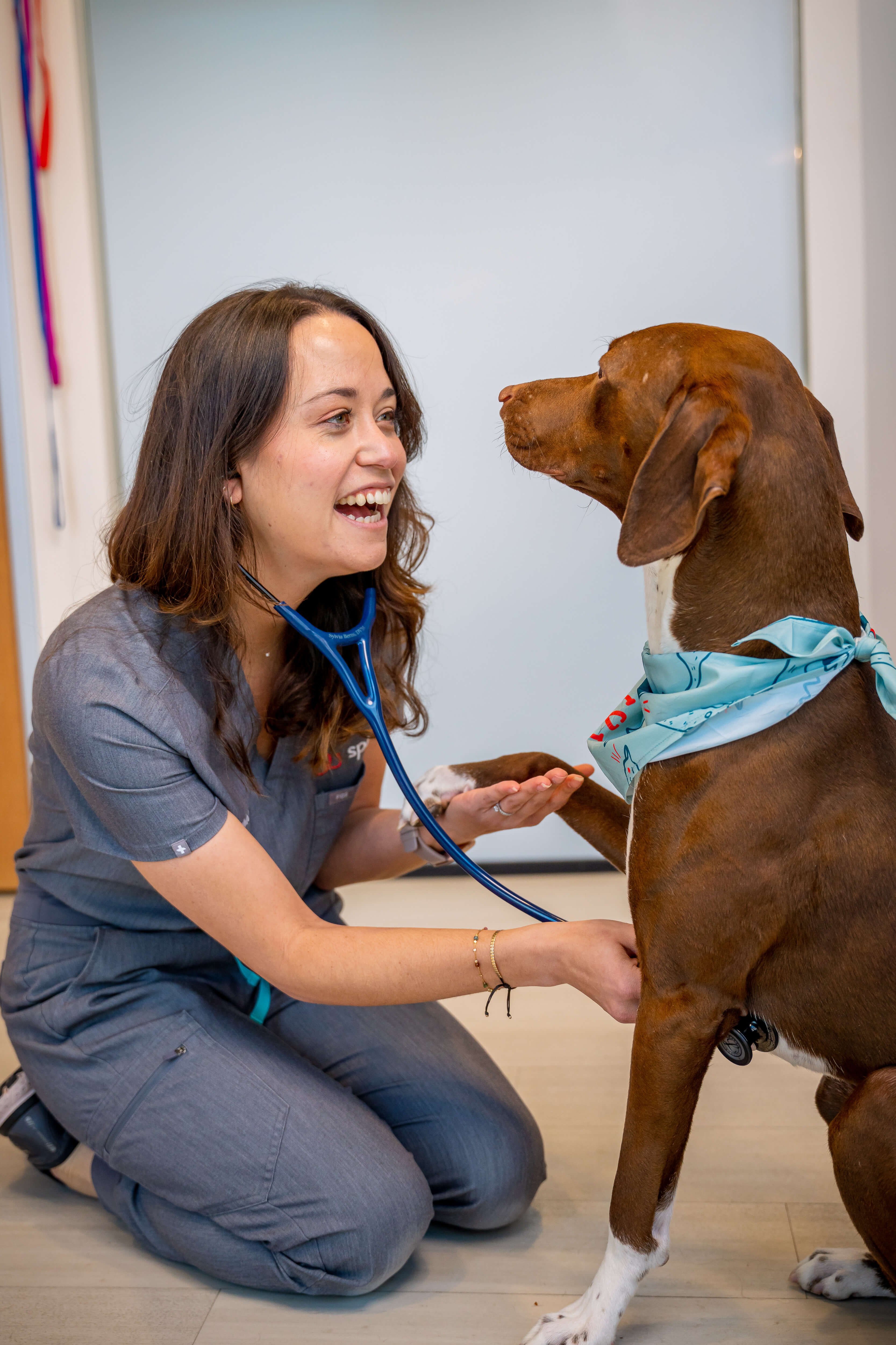Dog At Veterinarian